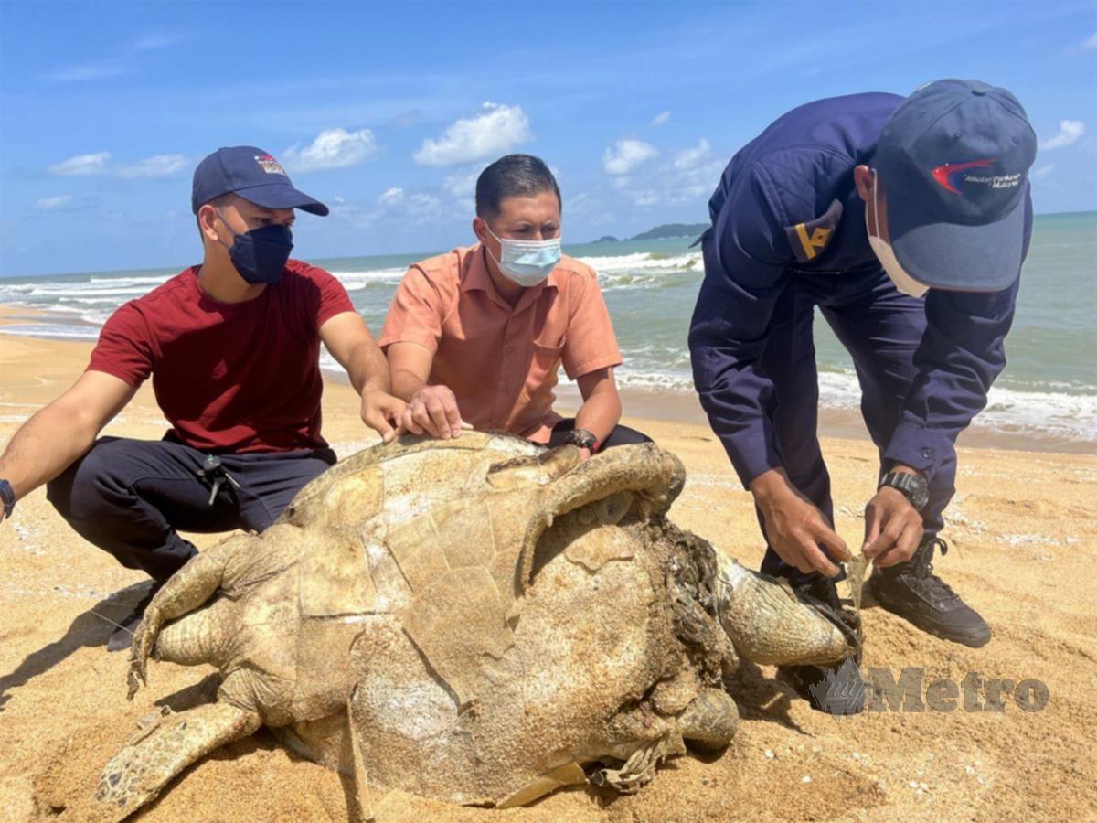 KAKITANGAN Jabatan Perikanan Negeri Terengganu memeriksa penyu yang ditemui di Pantai Kelulut. FOTO Zatul Iffah Zolkiply