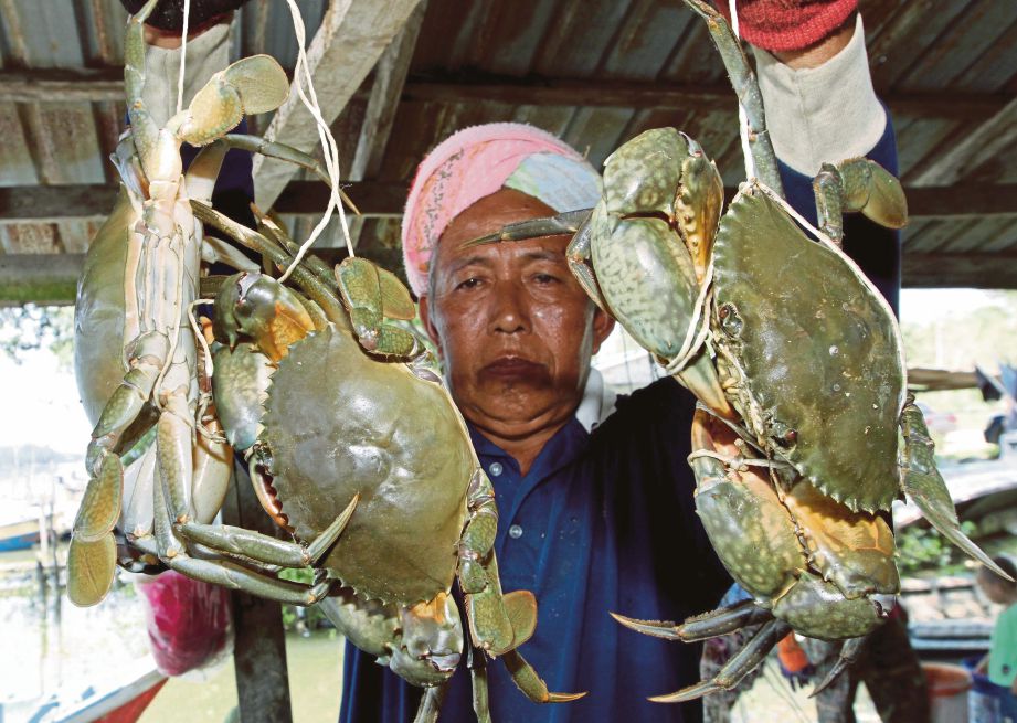  Yatpat Man, 55, menunjukkan ketam nipah yang ditangkapnya.