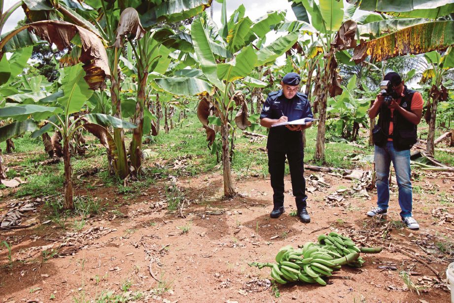 ANGGOTA polis melakukan siasatan di lokasi kejadian menemui dua tandan pisang muda yang ditinggalkan pencuri di sekitar kebun milik Rohaya di Kampung Sulir di Segamat. 