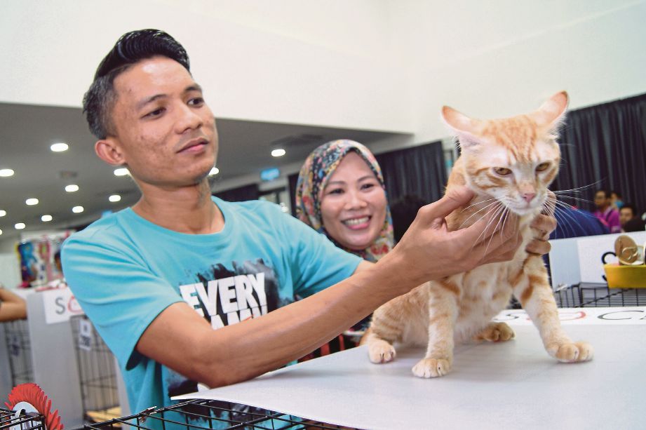 Fairuz bersama  Rozita  memperagakan kucing peliharaannya di Pertandingan Kucing Negeri Sembilan 2017 di Senawang. 