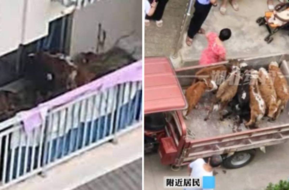 TANGKAP layar daripada video tular di Douyin menunjukkan anak lembu dipelihara di balkoni flat dan dibawa keluar pihak berkuasa.