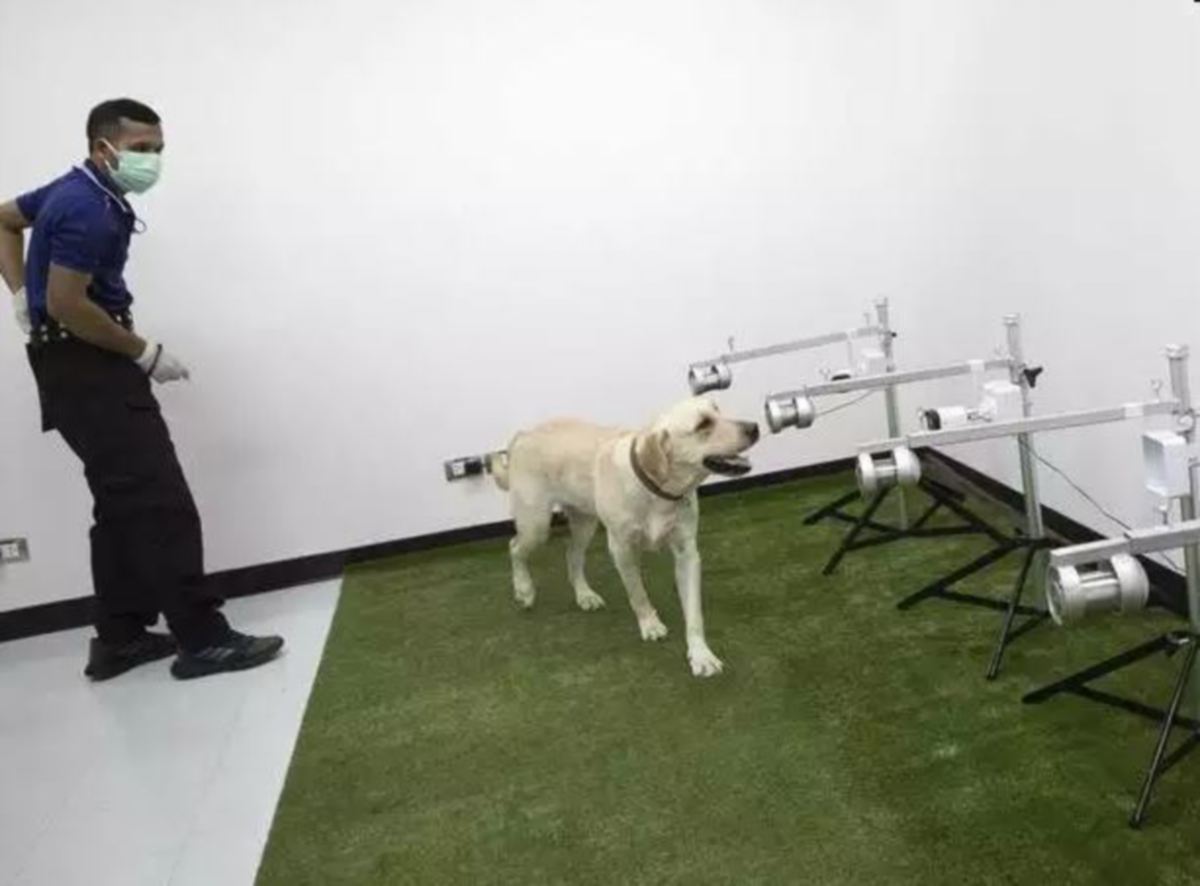 SEEKOR anjing sedang menghidu sampel peluh mengesan virus. FOTO Agensi