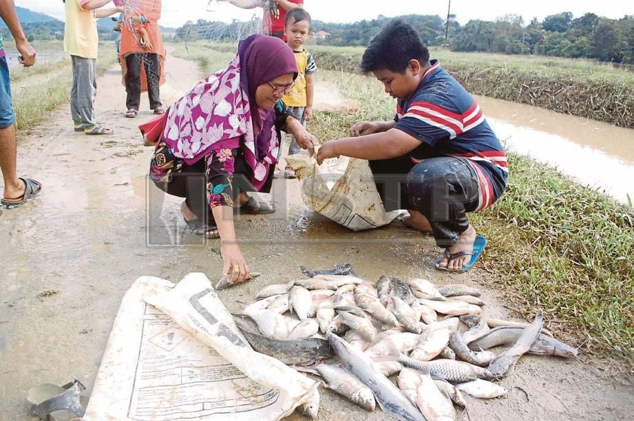 Penduduk mengumpul  pelbagai jenis ikan hasil tangkapan   di tali air.  