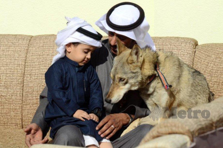 Rami Al-Sarhan bersama anaknya dan satu daripada tujuh serigala peliharaannya di rumah mereka di Al-Jouf, Arab Saudi. FOTO Reuters. 