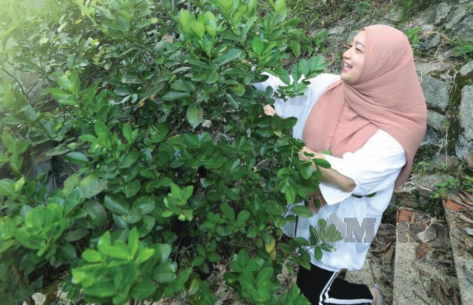 NORAFITA menanam pokok herba di rumahnya di Taman Mulia Jaya, Ampang.