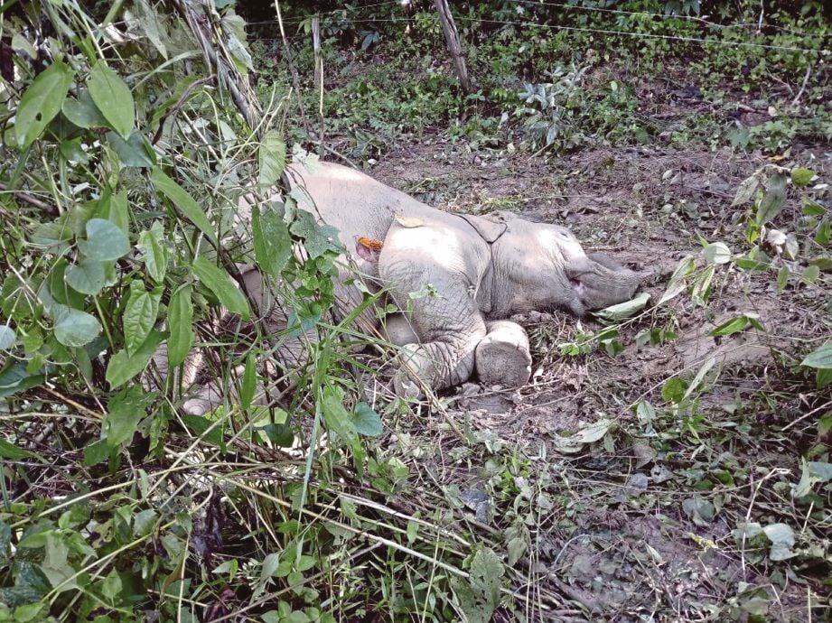 BANGKAI anak gajah yang ditemui penduduk kampung.