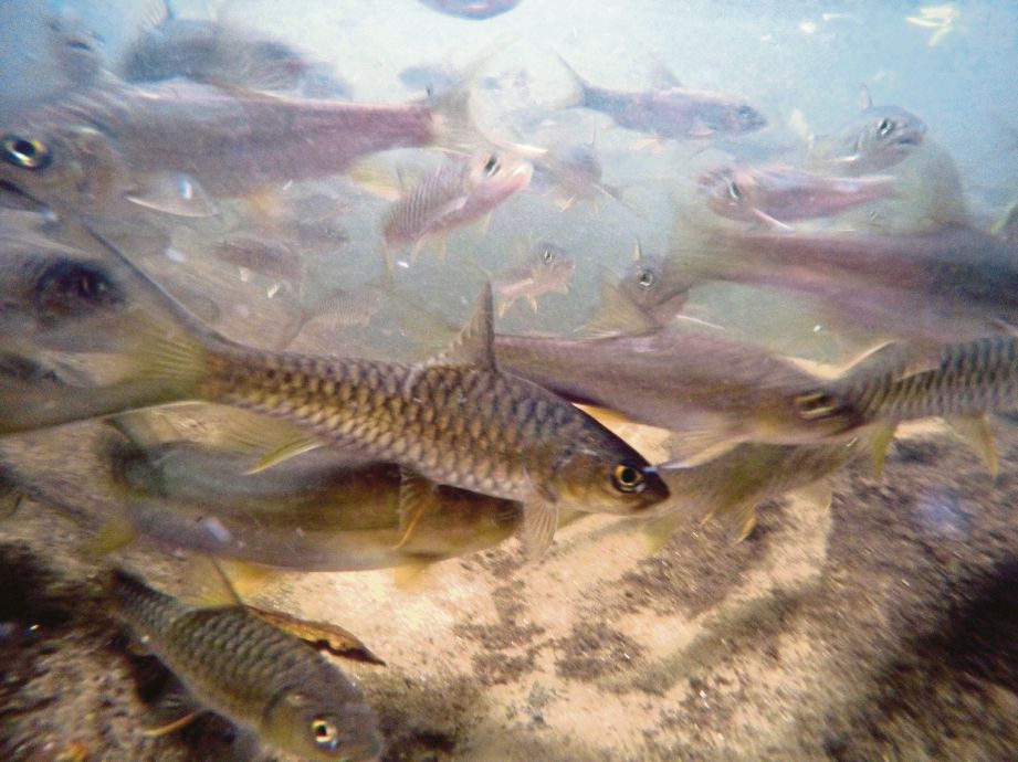 Ikan kelah yang terdapat di Santuari Ikan Sungai Ruok.