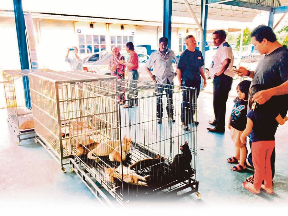 SEBAHAGIAN 81 kucing yang dihantar di PUSTAWAN. 