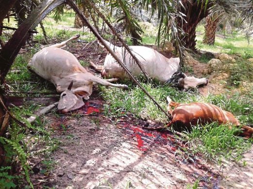 SEBAHAGIAN  lembu yang mati dipercayai termakan racun di padang ragut  Batu Anam, Segamat.