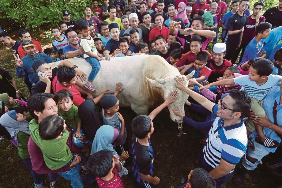 ORANG ramai mengambil peluang melihat dengan lebih dekat  lembu 1,100kg  dikorbankan di Kampung Losong Dato Amar.  