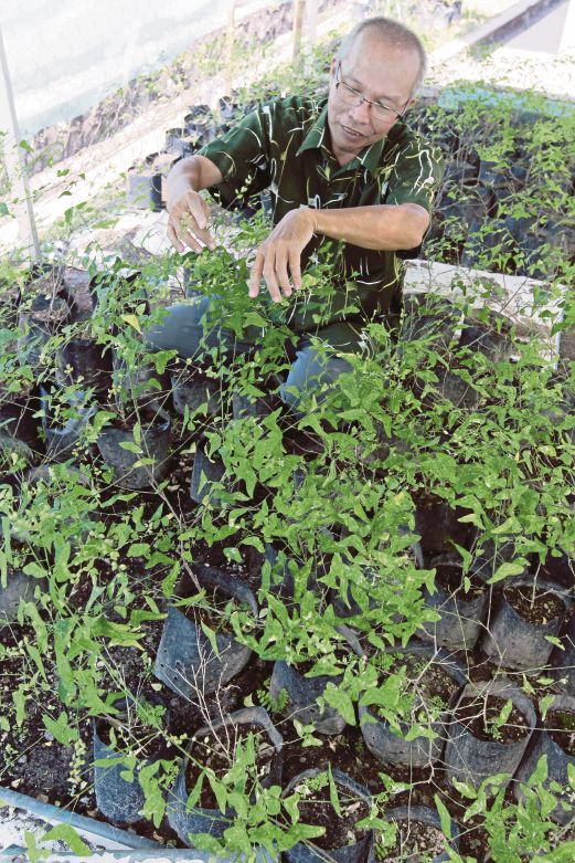  Khamarul menunjukkan pokok rerama yang ditanam di halaman rumah.