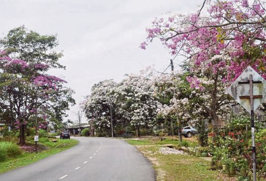 POKOK bunga Takoma yang berbunga lebat di Seri Bandi, Kemaman menjadi viral di Facebook. 
