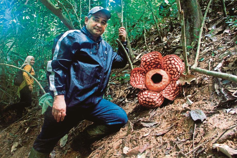 KETUA Pengarah Perhutanan Semenanjung Malaysia, Datuk Nor Akhirrudin Mahmud bersama bunga Rafflesia di Hutan Simpan Gerik berhampiran Kampung Bongor, Gerik. 