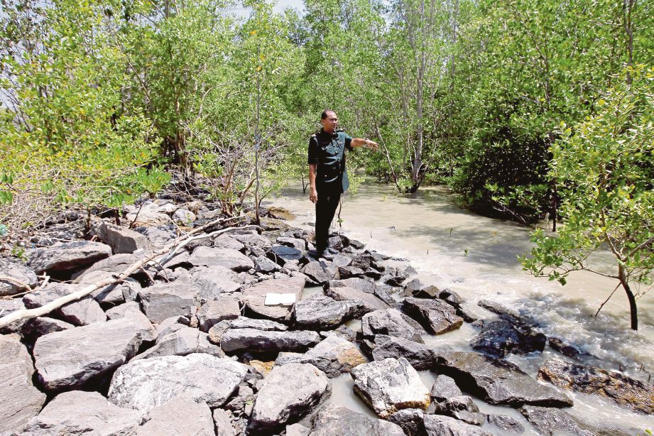 PENGAWAS Hutan dari Unit Bakau, Jabatan Perhutanan Negeri Perlis Mohd Nazerin Abu Bakar melihat tapak pemuliharaan hutan paya bakau di Perlis yang dipelihara semula pada awal 2005. 