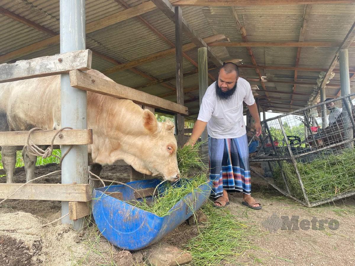 MOHAMAD Azlan sedang menguruskan lembu miliknya di kandang.