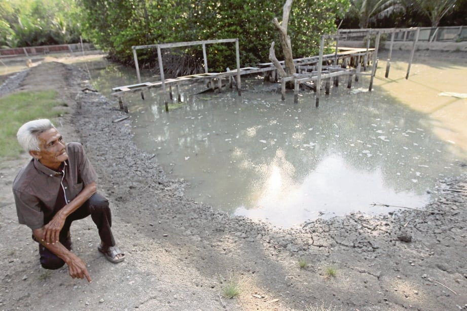PAK Din menunjukkan kolam ternakan ketam nipah miliknya di  Kampung Pulau Ketam.