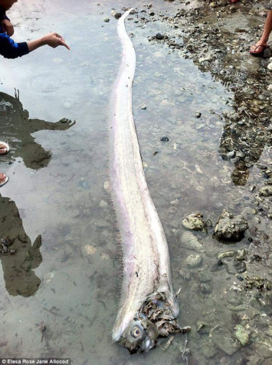 BANGKAI ikan dayung yang ditemui di pantai Agusan del Norte di Filipina baru-baru ini.  - Agensi