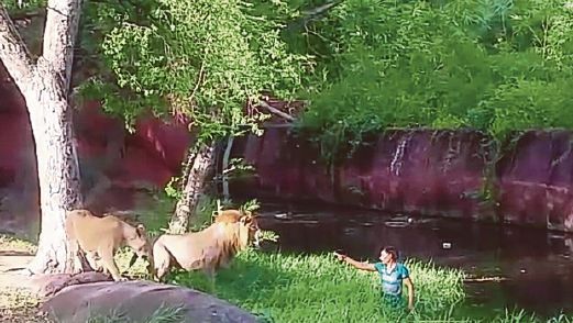 KUMAR menghulurkan tangannya kepada dua singa itu di Zoo Nehru di Hyderabad.
