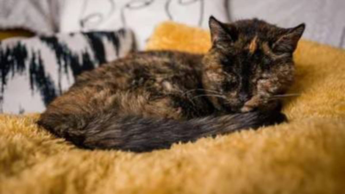 FLOSSIE diiktiraf ‘kucing hidup tertua’ dengan usia 26 tahun 329 hari menyamai 120 tahun usia manusia oleh Guinness World Records.