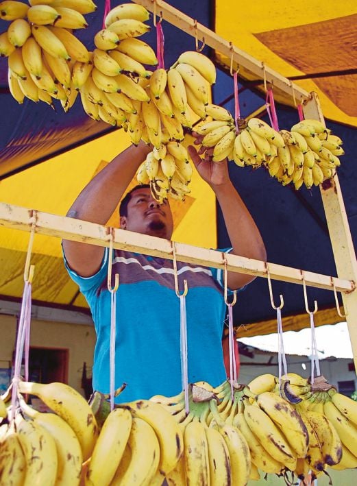KAMARUl Ariffin mengikat pisang untuk dijual di gerainya.