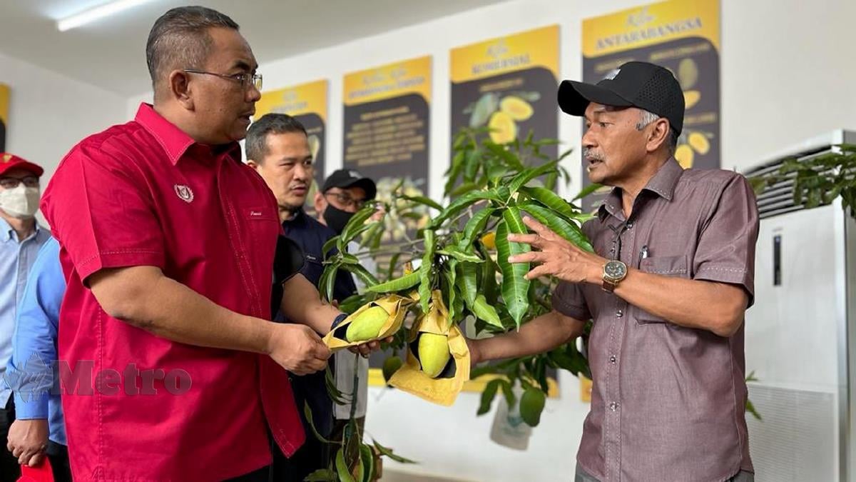 SANUSI (kiri) mendengar taklimat mengenai  mangga harumanis keluaran Kedah yang kini dikenali sebagai Harumanis D'Aman. FOTO Noorazura Abdul Rahman