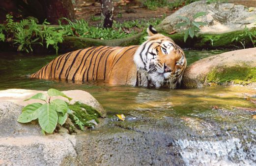 Harimau  di Zoo Melaka berendam di dalam kolam untuk menyejukkan badan berikutan fenomena ekuinoks yang melanda Malaysia. 