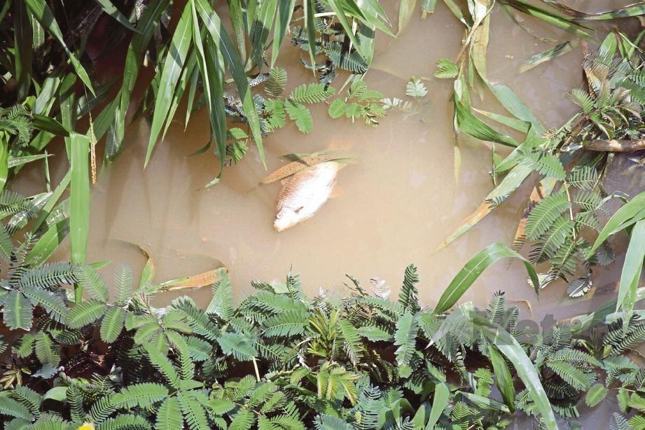  BANGKAI ikan ditemui terapung di Sungai Benut akibat pencemaran ammonia.