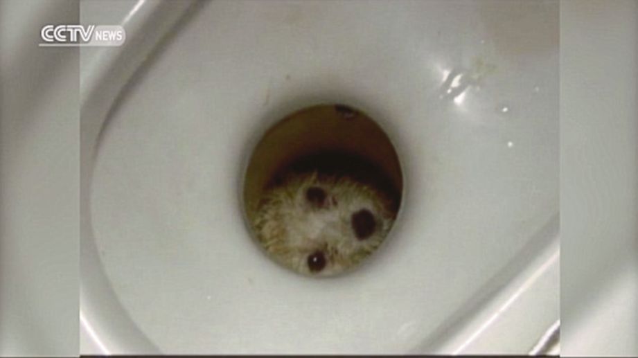 KEADAAN anak anjing yang terperangkap di dalam lubang tandas.