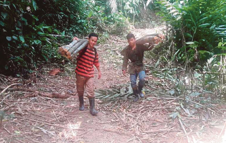 ROSLI (kiri) membawa keluar rotan dari  hutan di kampung Orang Asli Langkap.