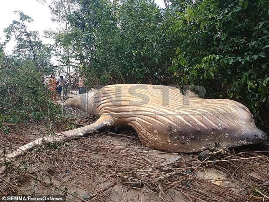 BANGKAI yang ditemui di dalam hutan Amazon. - Daily Mail