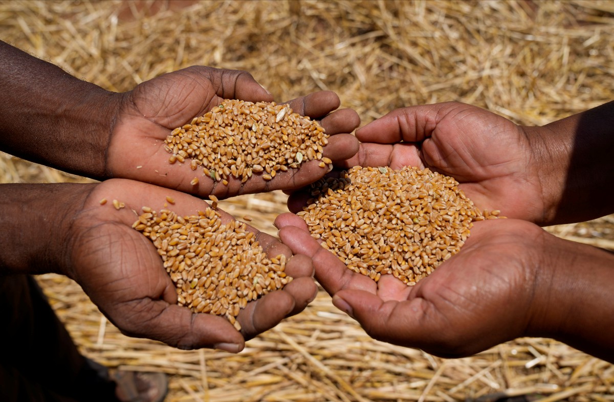 PETANI menunjukkan bijian gandum yang dituai. FOTO AP