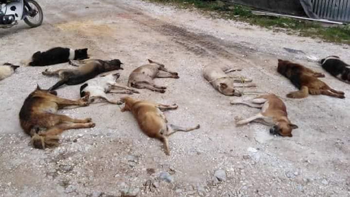 ANTARA gambar anjing liar mati didakwa akibat keracunan yang tular di media sosial. FOTO Facebook Kongsi Segala Info