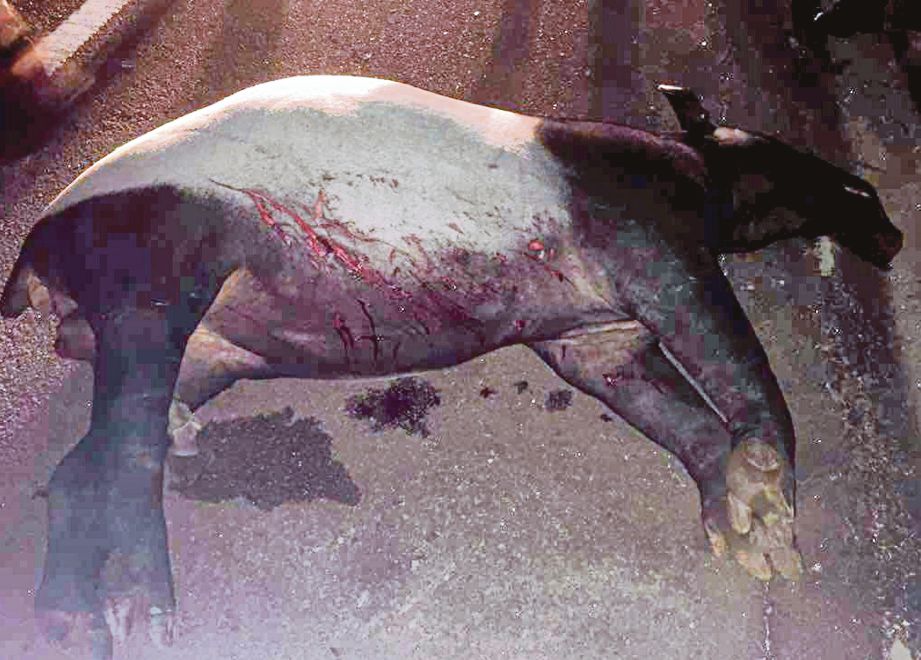 SEPASANG tapir mati dilanggar kenderaan ketika melintas di Jalan Pintasan Kuantan-Gebeng, Kuantan.