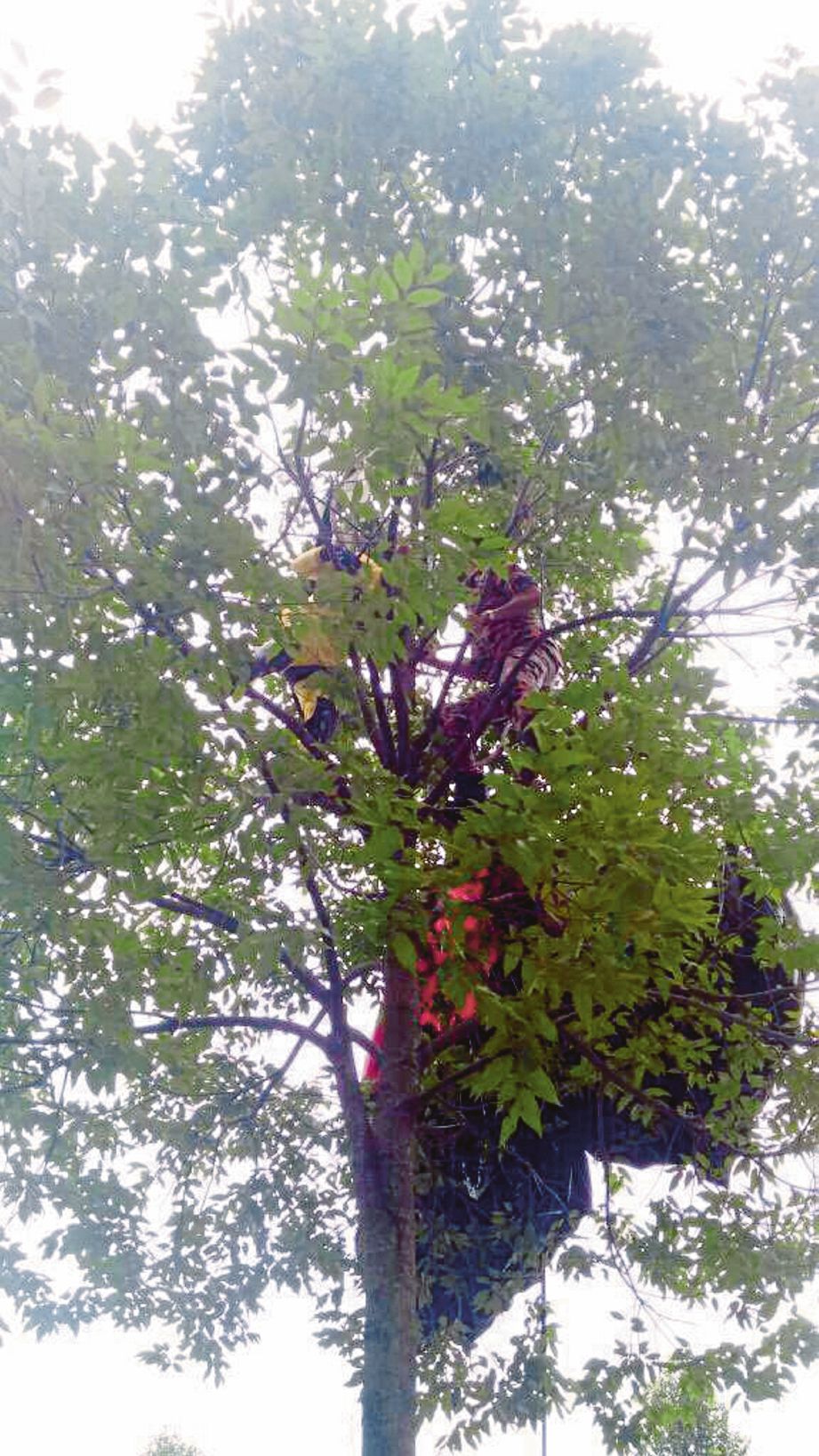 KEADAAN mangsa yang tersangkut di atas pokok.