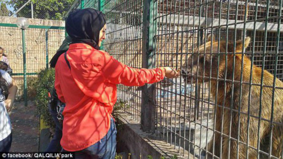 GAMBAR fail menunjukkan seorang wanita memberi makan kepada seekor beruang di Zoo Qalqilya di Tebing Barat. - Agensi   