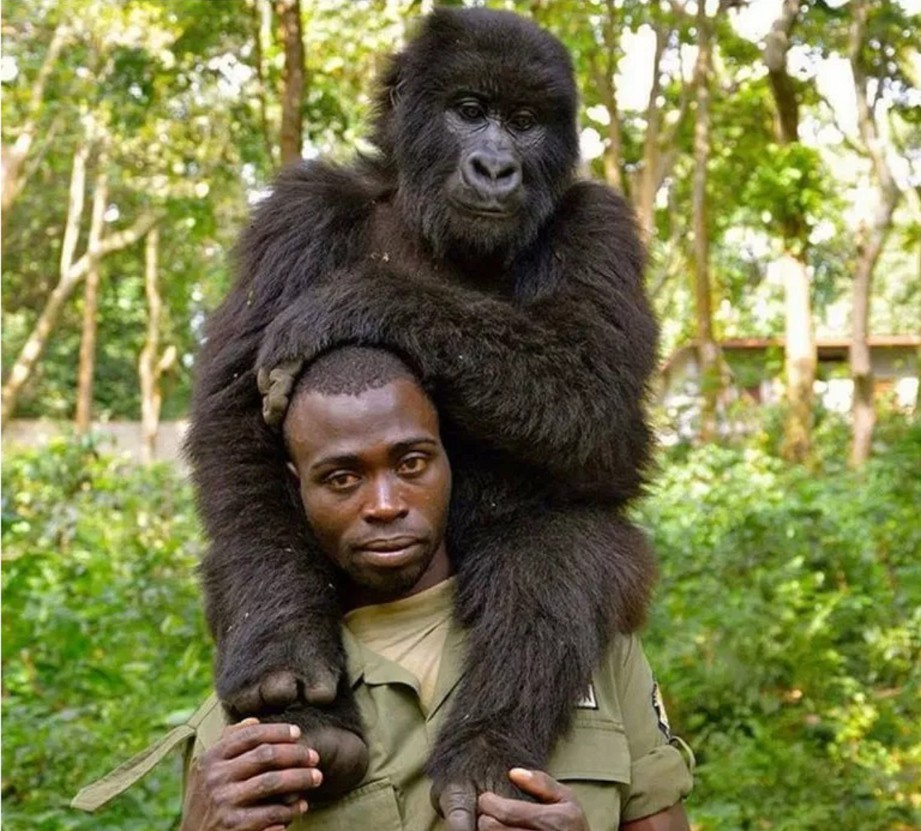 SHAMAVU bersama seekor daripada gorila berkenaan. FOTO/ Agensi