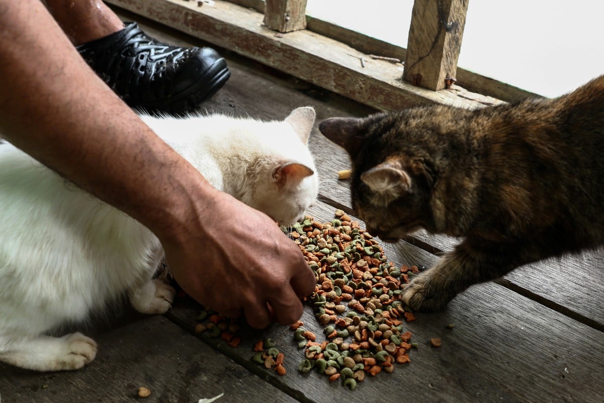 WAN Muhd Jeffri sentiasa memastikan kucingnya, Amat dan Melah dapat makan dan tidak terkesan banjir. FOTO Bernama.