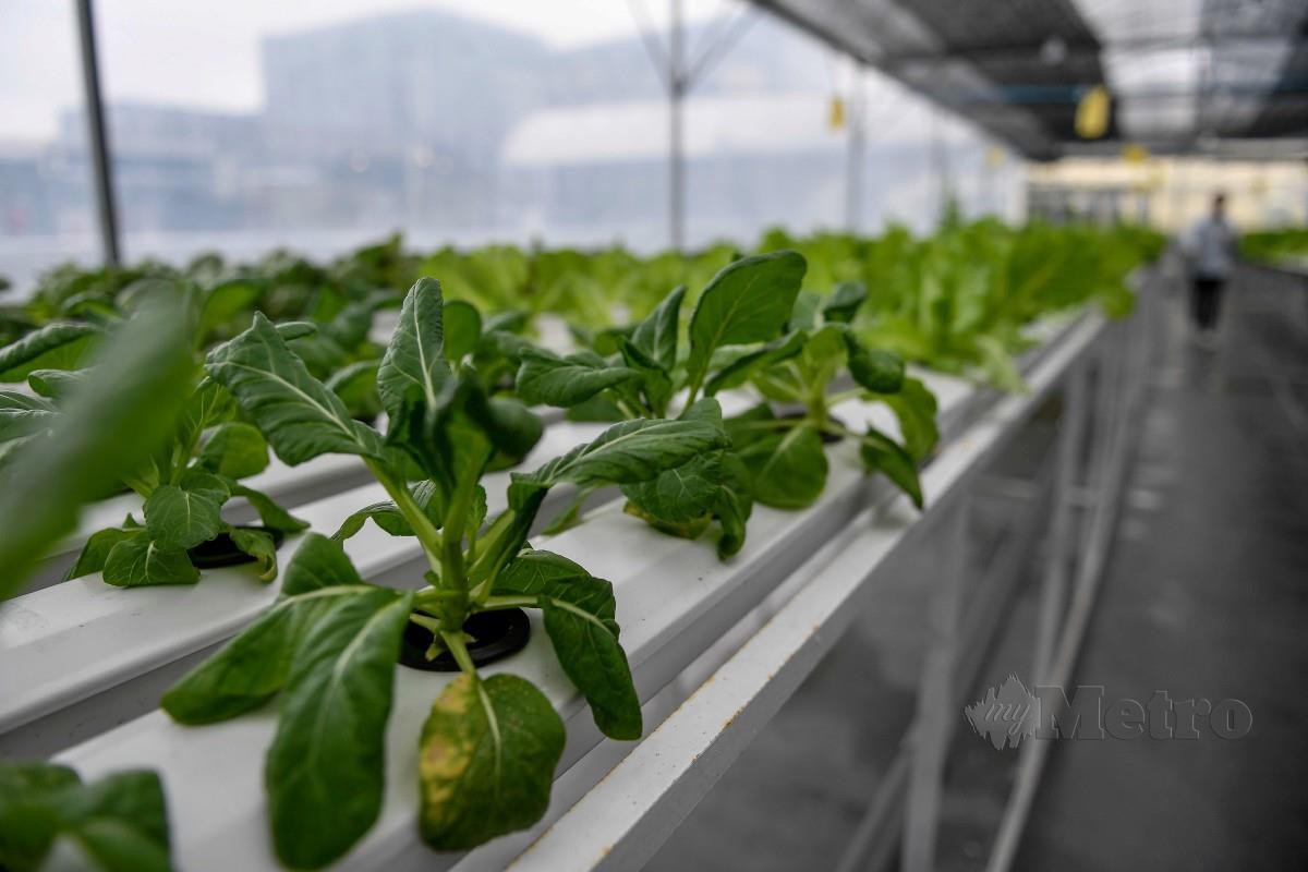 PEKERJA kebun Fresh Growcer di Petaling Jaya memeriksa tanaman untuk memastikan ia berada dalam keadaan yang segar sebelum dijual kepada pelanggan.