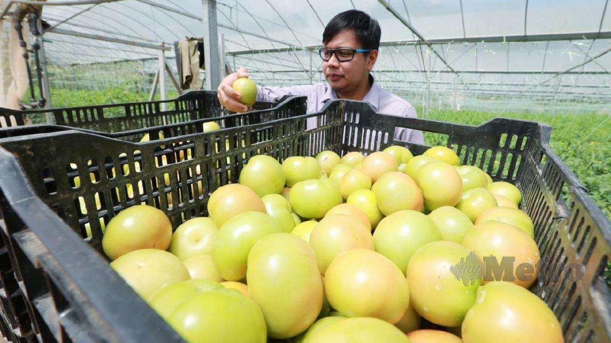 HARGA tomato Cameron Highlands kini mencapai RM5.50 sekilogram. FOTO Mohd Rafi Mamat