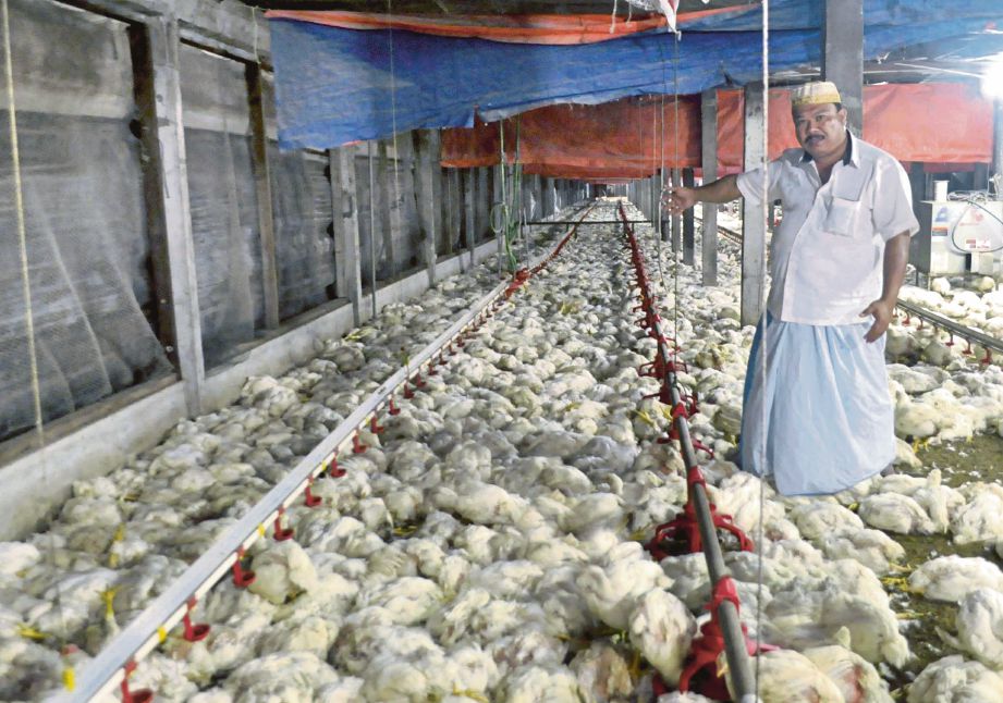  Shamsuddin menunjukkan ayam   ternakannya  yang mati akibat lemas gara-gara bekalan elektrik terputus,  kelmarin.