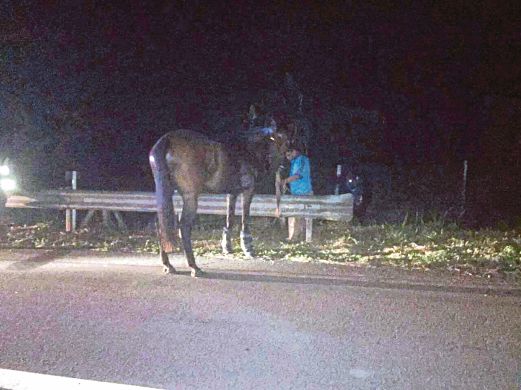  ANTARA kuda yang diselamatkan dalam kejadian malam kelmarin.