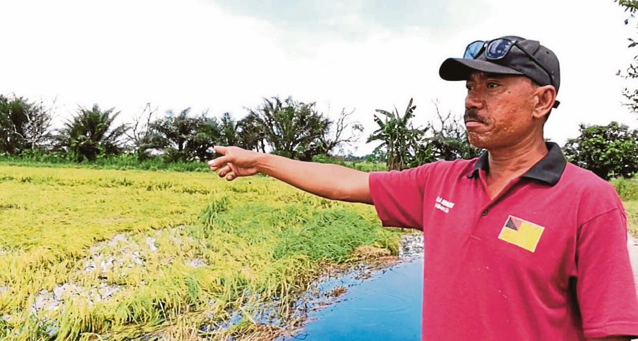 MOHD Zainal menunjukkan sebahagian tanaman padi  yang musnah akibat banjir.