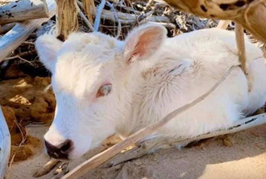 ANAK lembu dilahirkan Dori yang terselamat daripada taufan Dorian, September lalu. FOTO Agensi