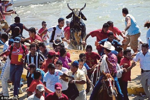 PENDUDUK di Tlacotalpan, Mexico, mengheret lembu yang mereka tolak ke dalam sungai.