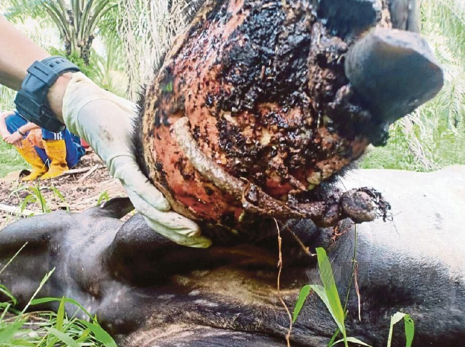 KEADAAN kaki tapir yang cedera parah akibat terkena jerat kabel dipasang pemburu haram.