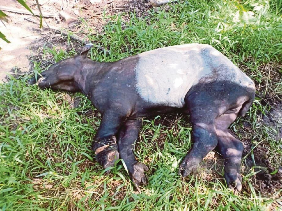 TAPIR jantan yang mati akibat terkena jerat kabel di Ladang Delima, Kuala Rompin, Pahang,