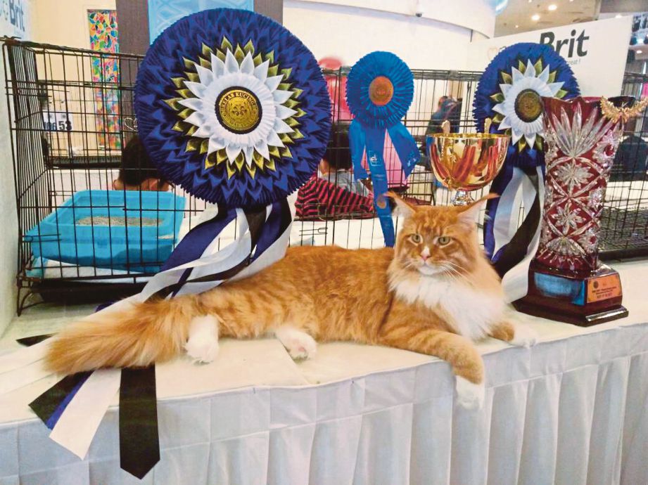 IGNAT ketika memenangi kategori Best of the Best pada KL Tower Cat Show.