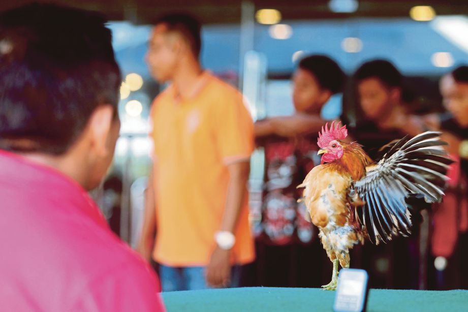  AYAM  serama yang dipertandingkan pada Pertandingan Kesenian dan Kecantikan Warisan Ayam Serama Peringkat Negeri Kelantan 2017.
