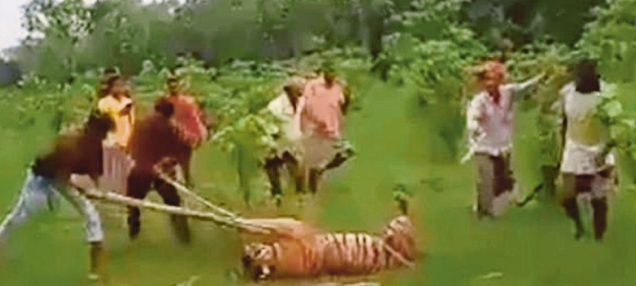 SEKUMPULAN penduduk dirakam memukul seekor harimau betina di India.