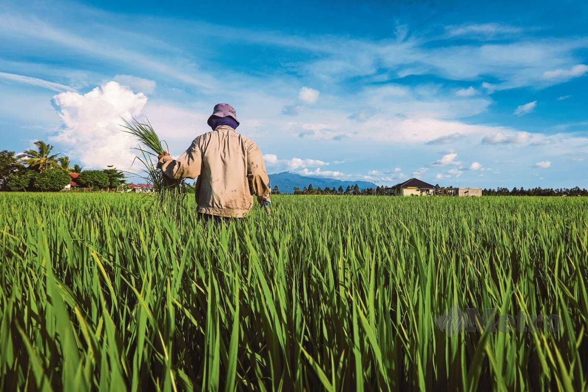 KAWASAN bertanam padi di seluruh negara adalah seluas kira-kira 700,000 hektar sahaja.